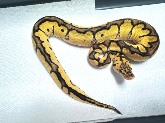 1.0 Pastel Enchi Clown Het Tsk Axanthic Ball Python by Burning Heart ...