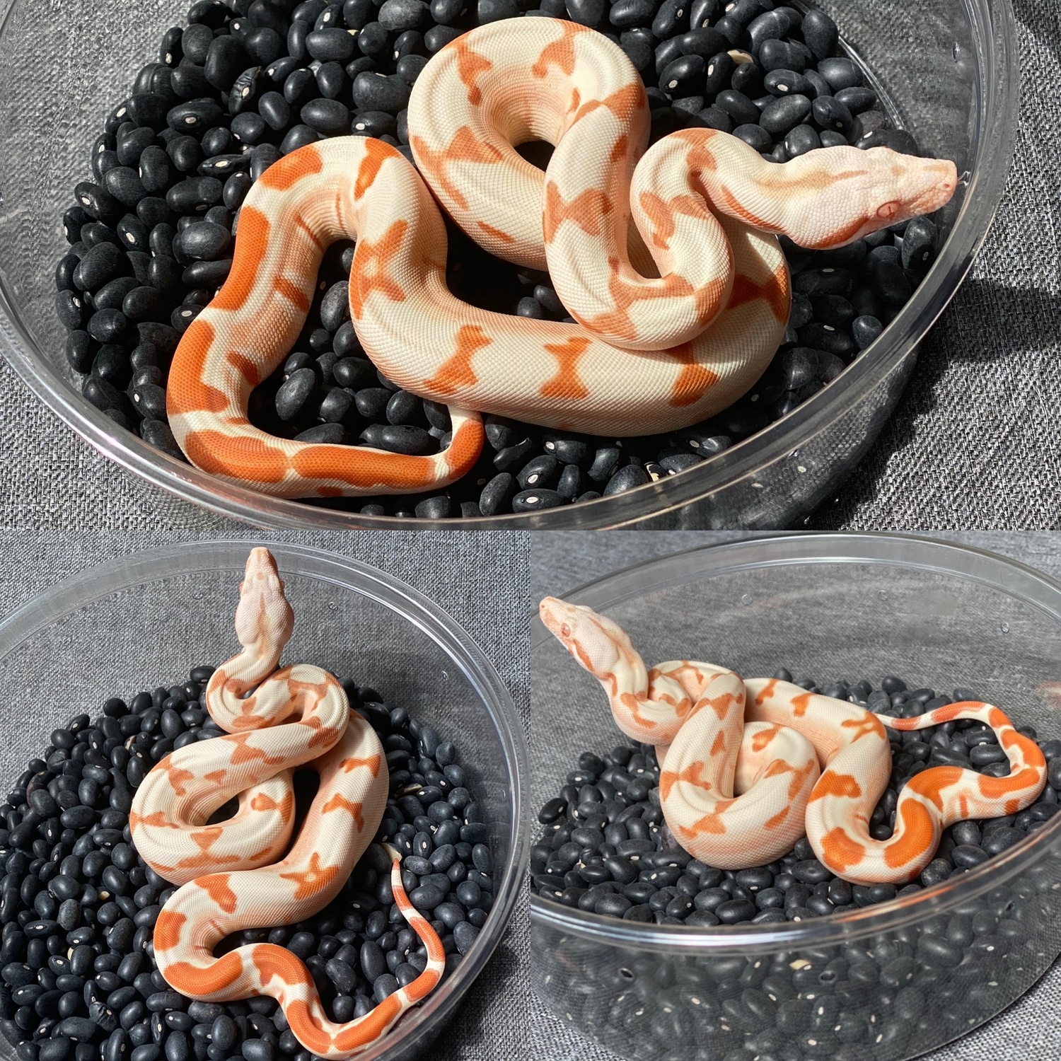 Lipstick Sunglow Jungle Boa Constrictor by The Boa Shop MorphMarket
