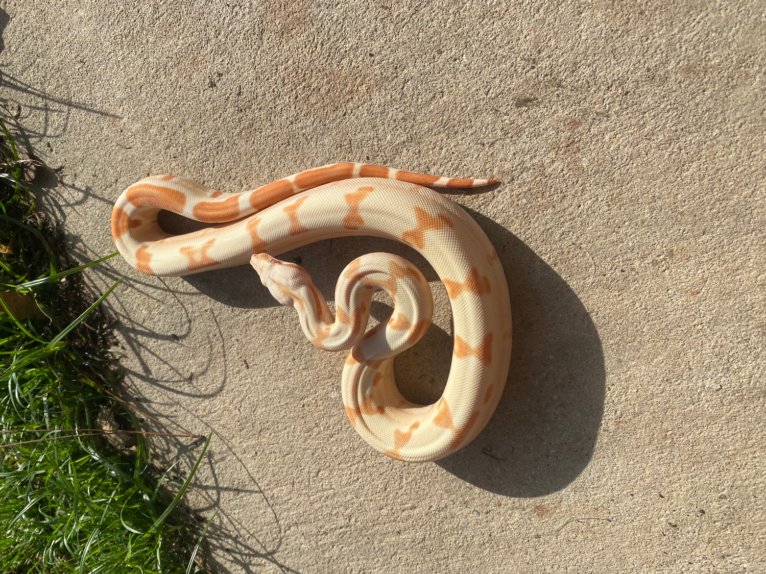 Lipstick Jungle Sunglow Boa Constrictor by The Boa Shop MorphMarket
