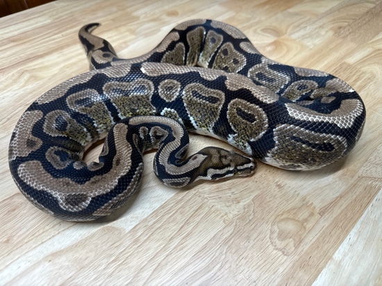 Spotnose Ball Python by Spicy Noodle Reptiles
