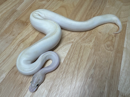 Ivory01F23 Ball Python by Spicy Noodle Reptiles