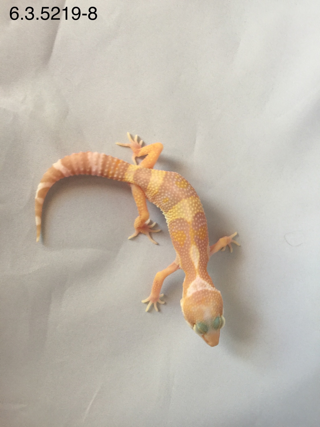 Tremper 66% Het Eclipse Leopard Gecko by Evolving Reptiles - MorphMarket