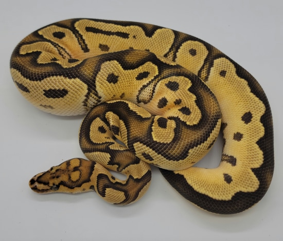 Yellowbelly Clown Ball Python by Handcrafted Exotics LLC