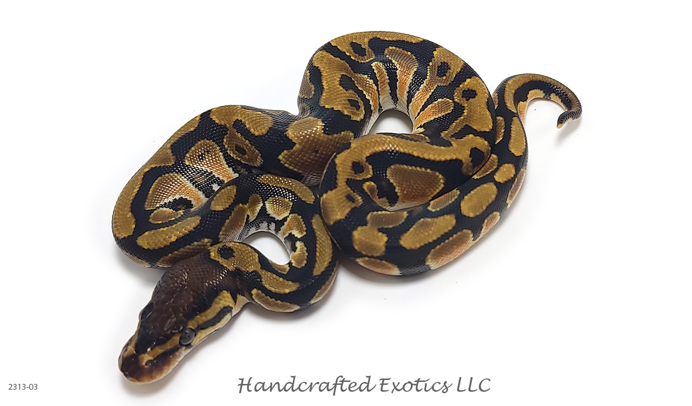 ♂ Orange Dream Het Desert Ghost Het Pied Ball Python by Handcrafted ...