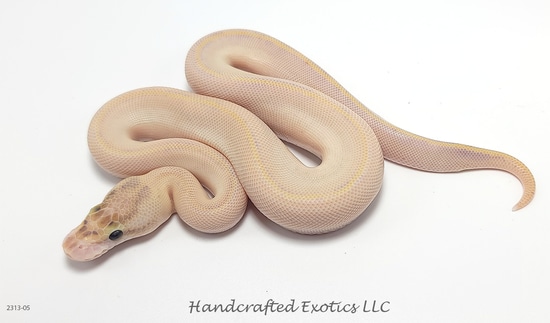 ♂ Ivory Orange Dream Het Desert Ghost Het Pied Ball Python by ...