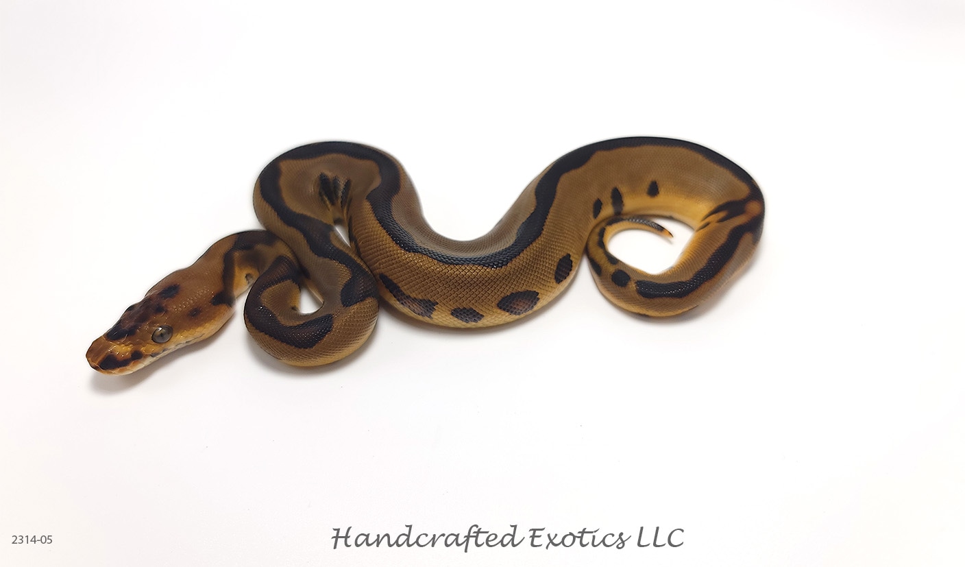 ♀ Leopard Clown Het. Pied (Poss. Enchi) Ball Python by Handcrafted ...