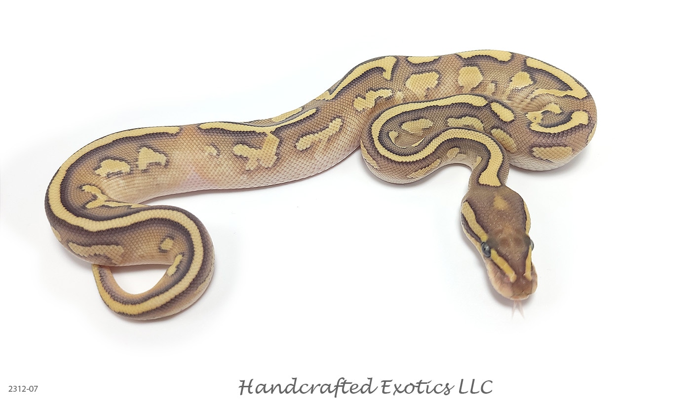 ♀ Fire Lesser Yellowbelly (Poss. Redstripe) Het. Clown Ball Python by ...