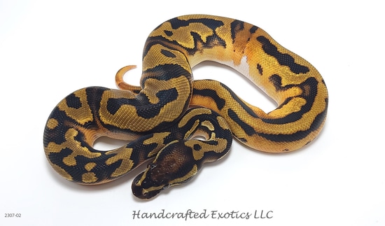 1.3 ODYB Pied/DG Group Ball Python by Handcrafted Exotics LLC