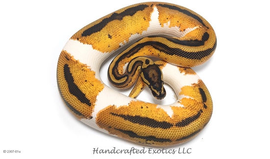 ♂ Orange Dream Yellowbelly Pied Het. Desert Ghost Ball Python by ...
