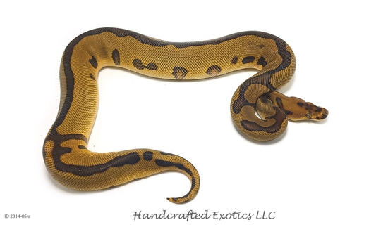 **Please Read Description ** ♀ Leopard Enchi Clown Het. Pied Ball ...