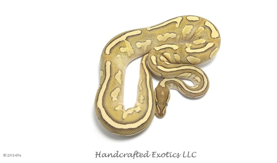 ♀ Fire Lesser Yellowbelly (Poss. Redstripe) Het. Clown Ball Python by ...