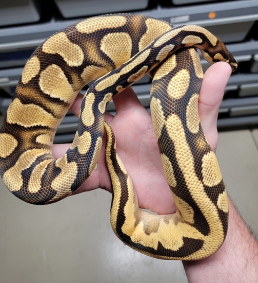 Genex Ball Python ♂ Orange Dream Yellowbelly GeneX Het Pied Het Desert Ghost Ball Python ...