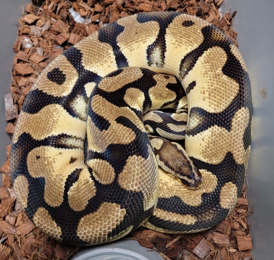 Orange Dream Pastel Het Clown Het Pied Ball Python by Handcrafted ...
