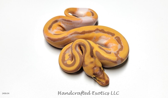 Banana Enchi Leopard Pied Het. Clown Ball Python by Handcrafted Exotics LLC