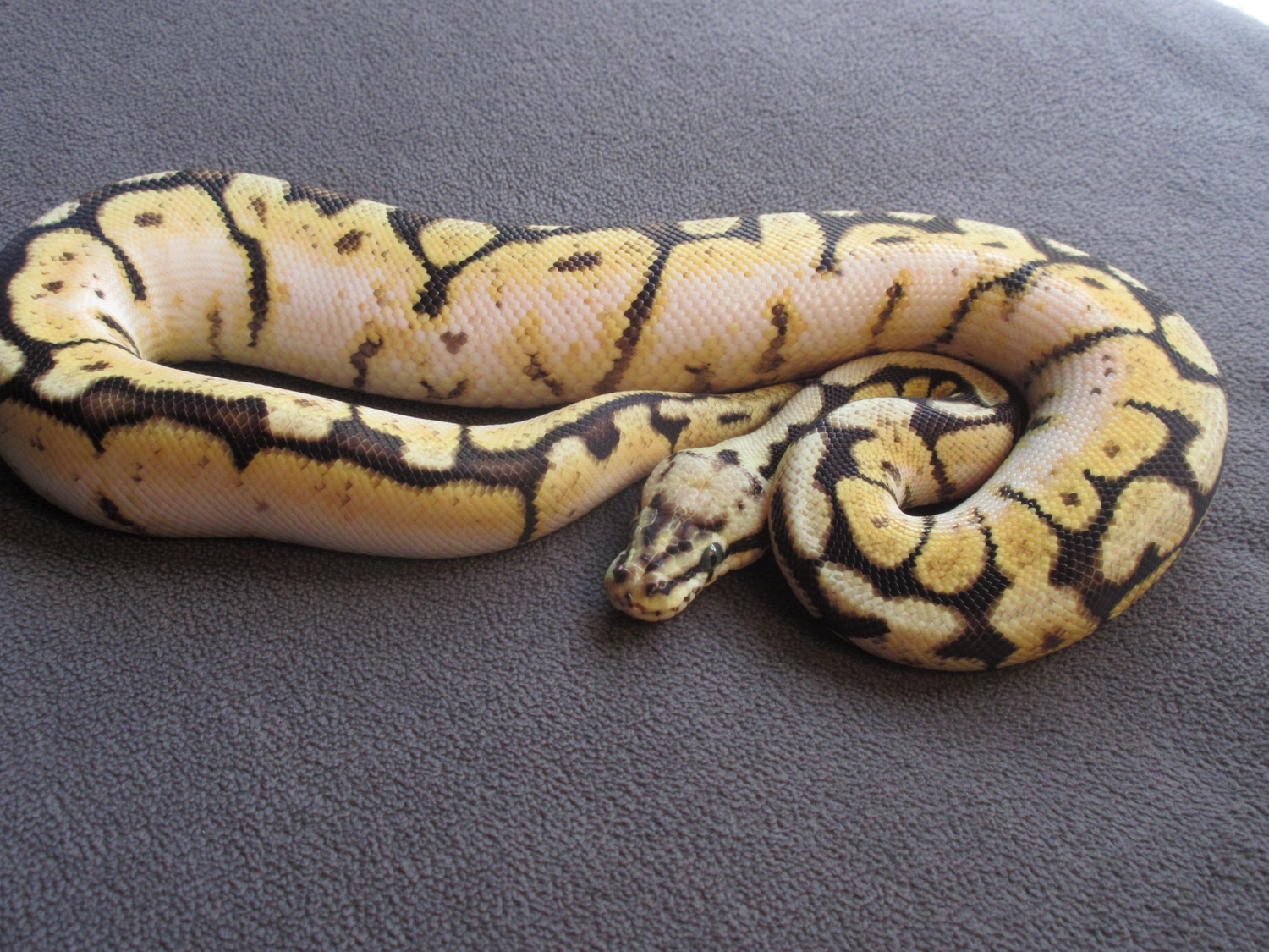 Calibee Ball Python by Little Worms Reptiles - MorphMarket