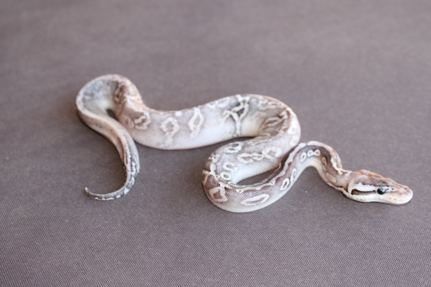Silver Streak Het Clown Ball Python by Little Worms Reptiles - MorphMarket