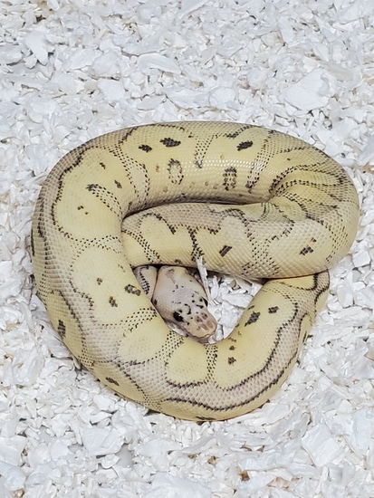 Killer Spark Clown Ball Python by Exiled Reptiles