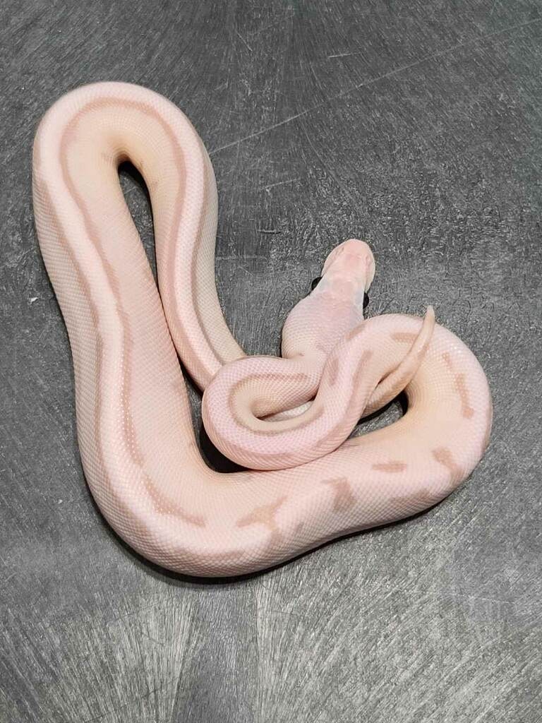 Pastel Axanthic Banana Stripe Ball Python by DCat Inc MorphMarket