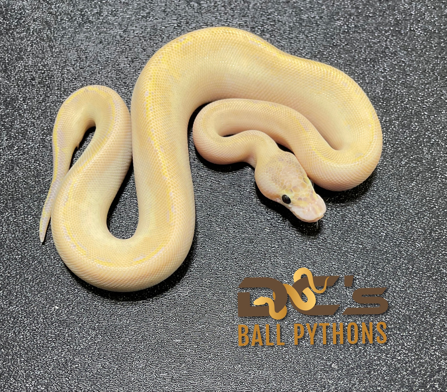 Ivory - Super Yellow Belly Ball Python by DC's Ball Pythons - MorphMarket