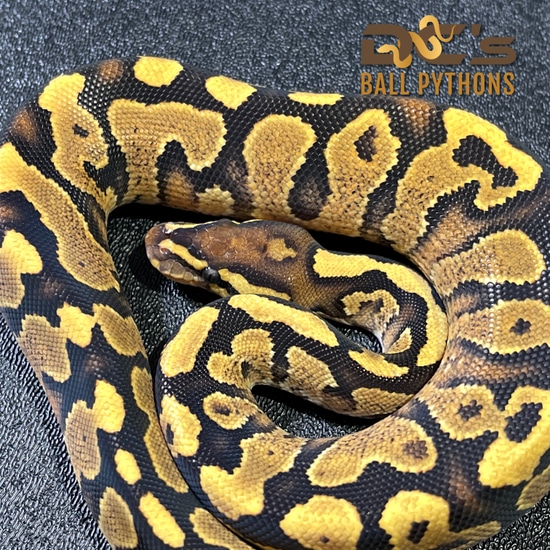 Fire Yellow Belly Ball Python by DC's Ball Pythons