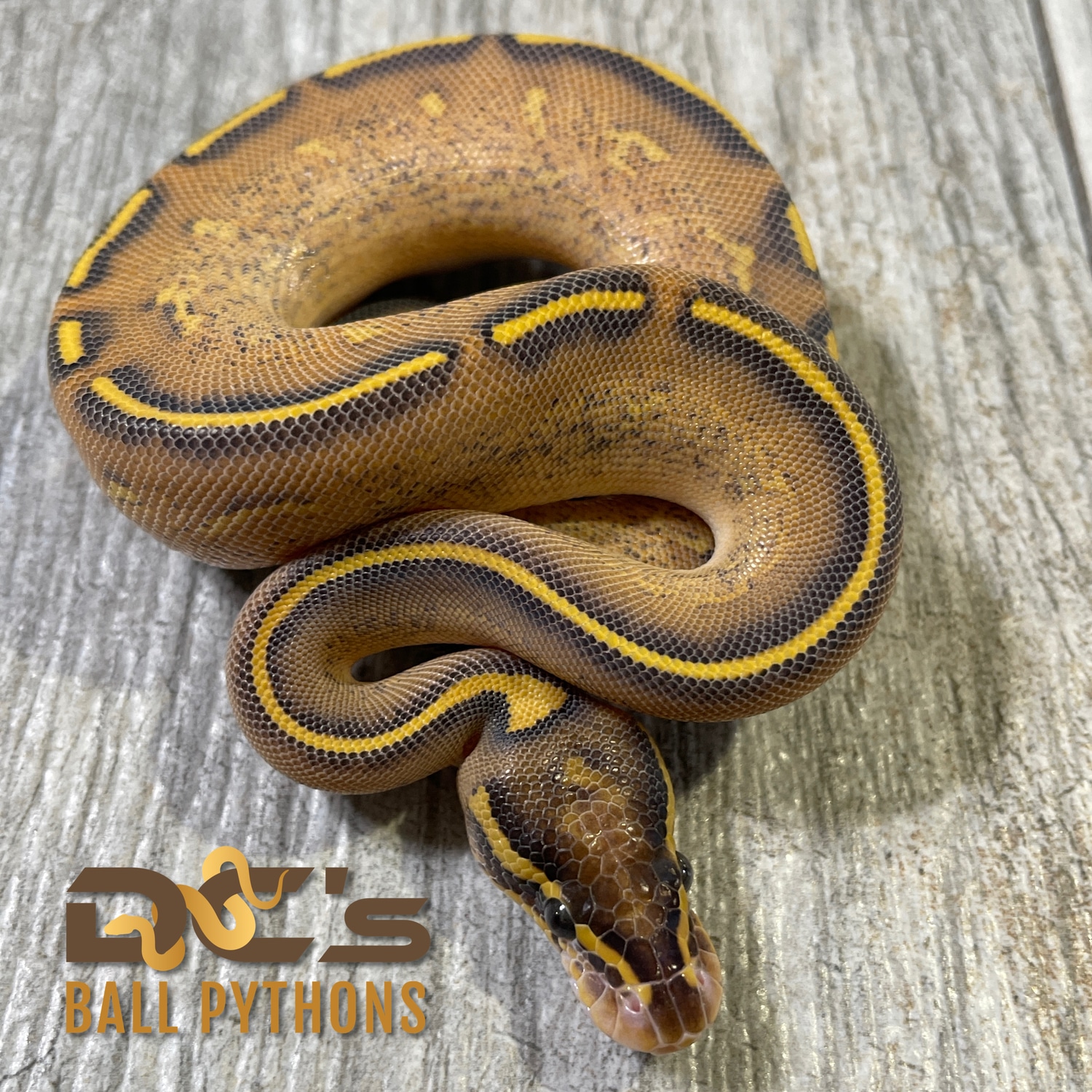 Highway Ball Python by DC 39 s Ball - 20220826194400.813 63EF25F7 8043 45EB 9 1500x1500s