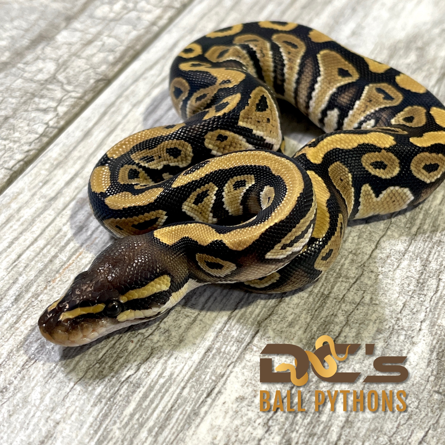 Mystic Ball Python by DC's Ball Pythons - MorphMarket