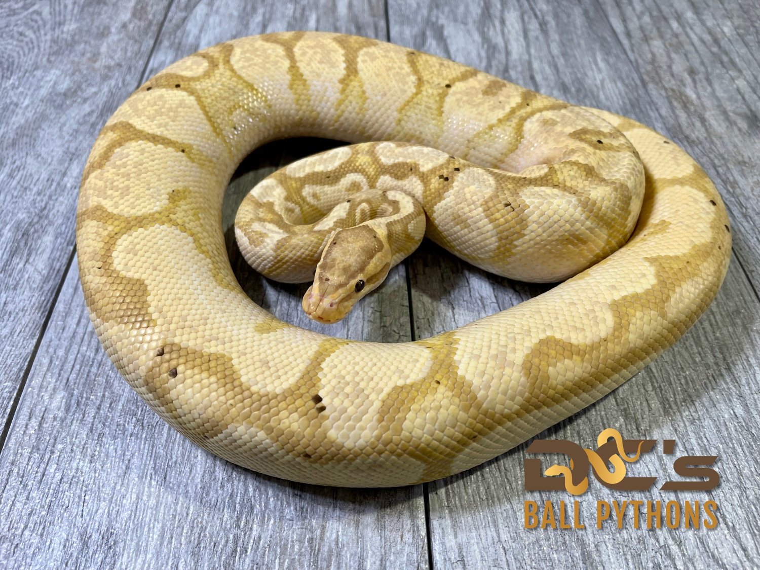 Banana/Coral Glow Enchi Yellow Belly Proven Breeder Ball Python by DC