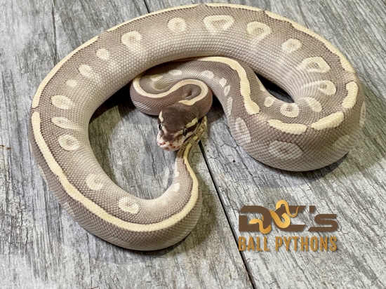 Mystic Potion Ball Python by DC's Ball Pythons