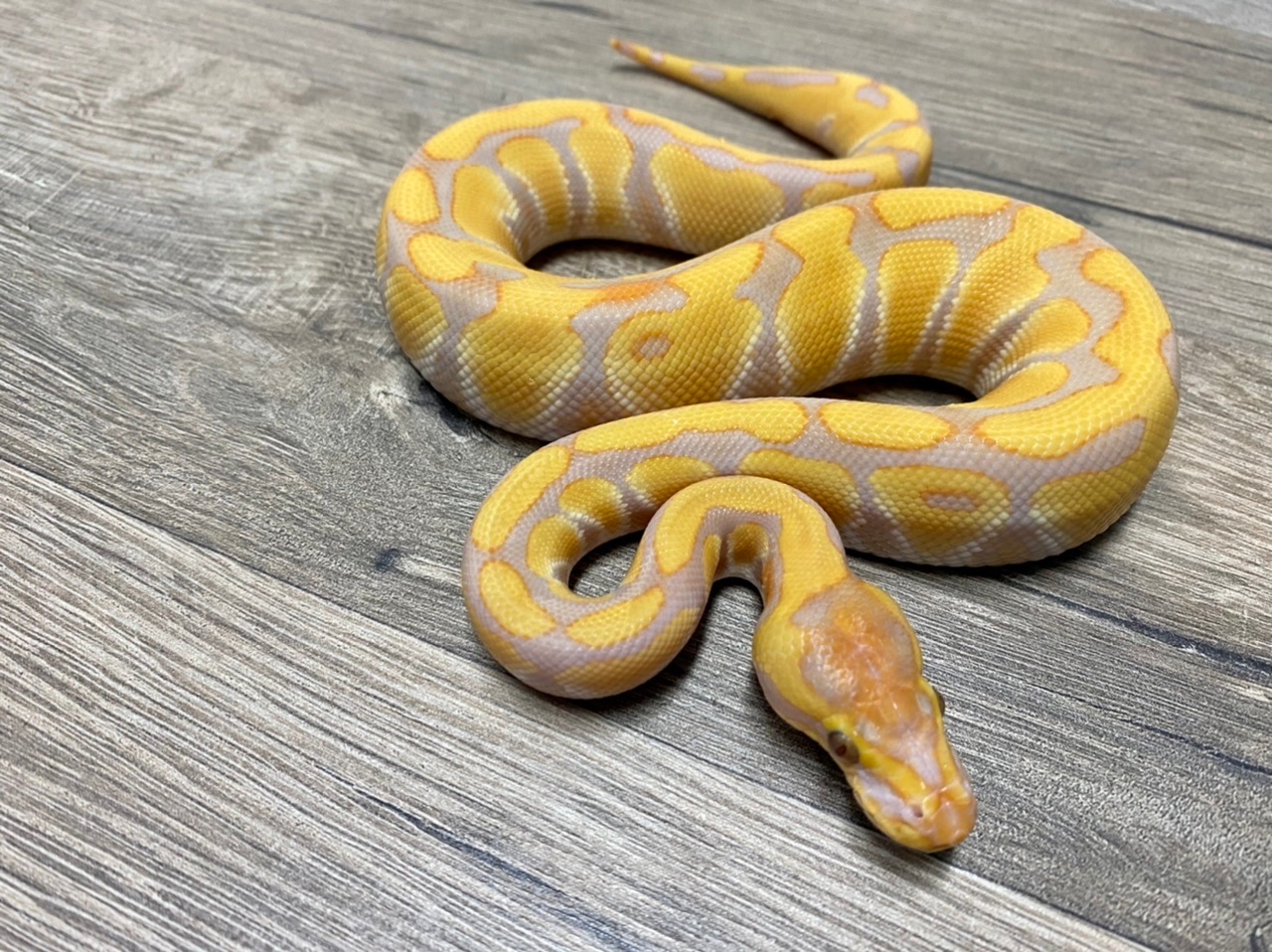 Rainbow Ball Python by Snakes by DC - MorphMarket