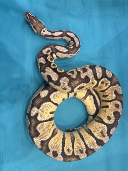 Cheetah Python Firefly Leopard Ball Python by Matter's Morphs