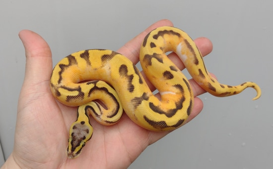Pastel Enchi Ghost Pied Ball Python by DC morphs