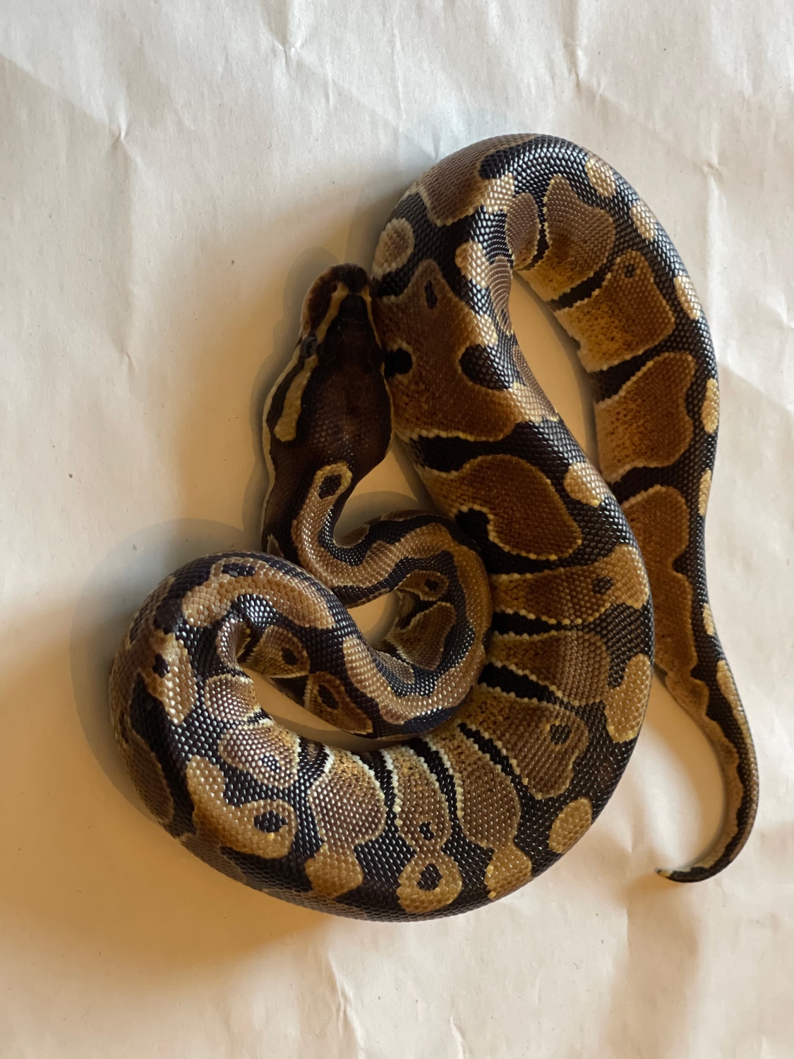 Normal Ball Python by Dcpythons - MorphMarket