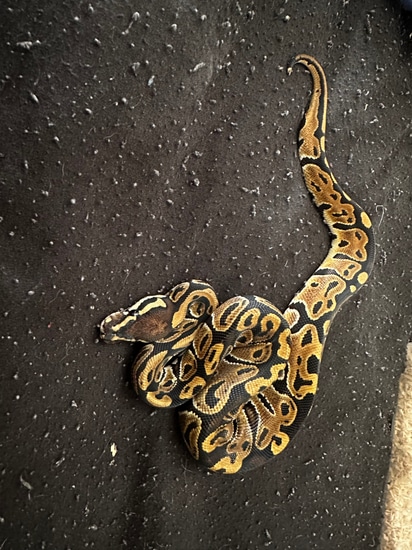 Normal Ball Python by Dcpythons (UK)
