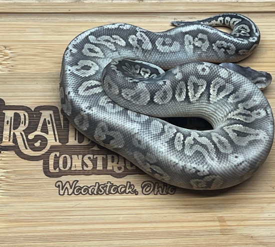 Silver Streak +++ Ball Python by Crabtrees Contrictors