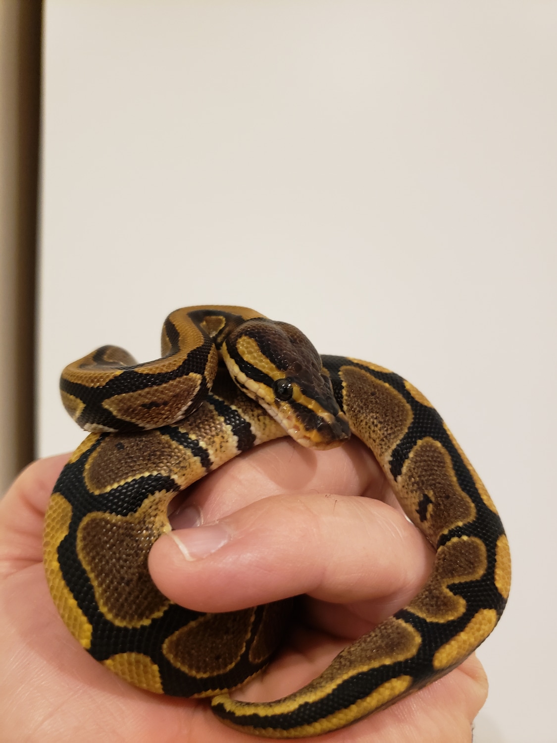 Normal Ball Python by Windsor Royals - MorphMarket