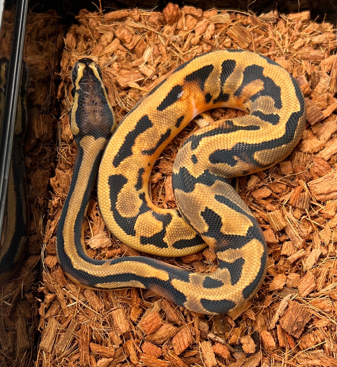 Pied 66% Het Candy (High Pattern) Ball Python by Castle Constrictors ...