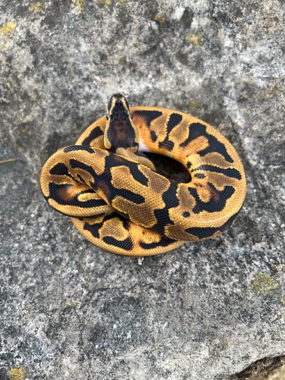 Pied 66% Het Candy (High Pattern) Ball Python by Castle Constrictors