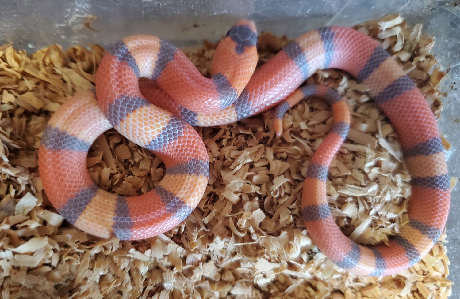 Hypo Tricolor Honduran Milk Snake by Legit Reptiles MorphMarket