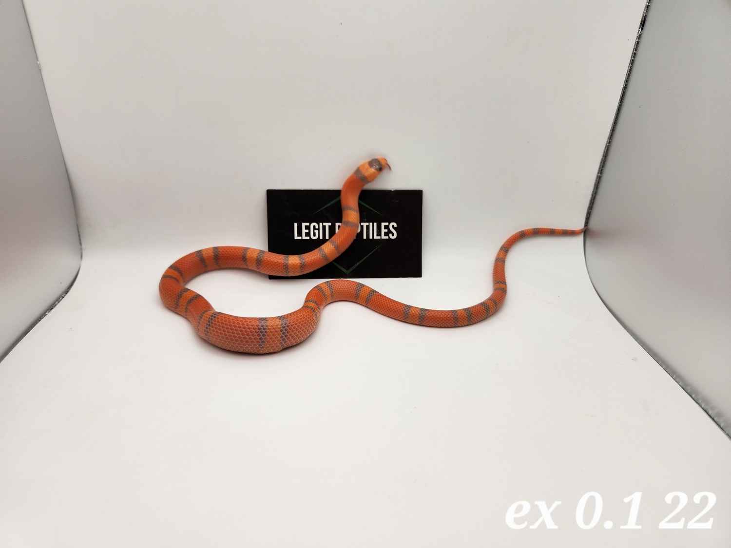 Extreme Female 2022 Honduran Milk Snake by Legit Reptiles MorphMarket
