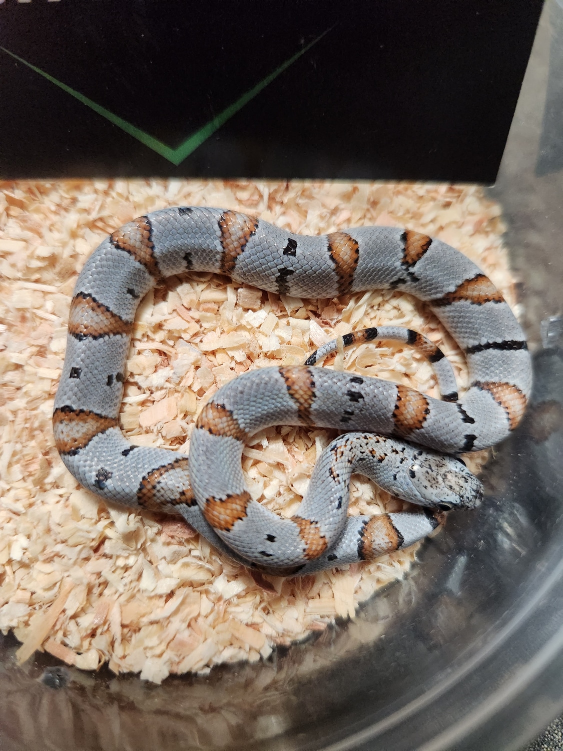 Alterna Phase Graybanded Kingsnake by Legit Reptiles MorphMarket