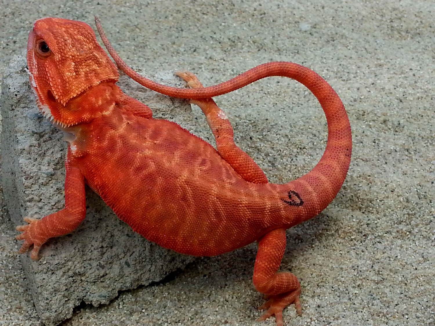 Red Leather Hypo Translucent Central Bearded Dragon by Dragon