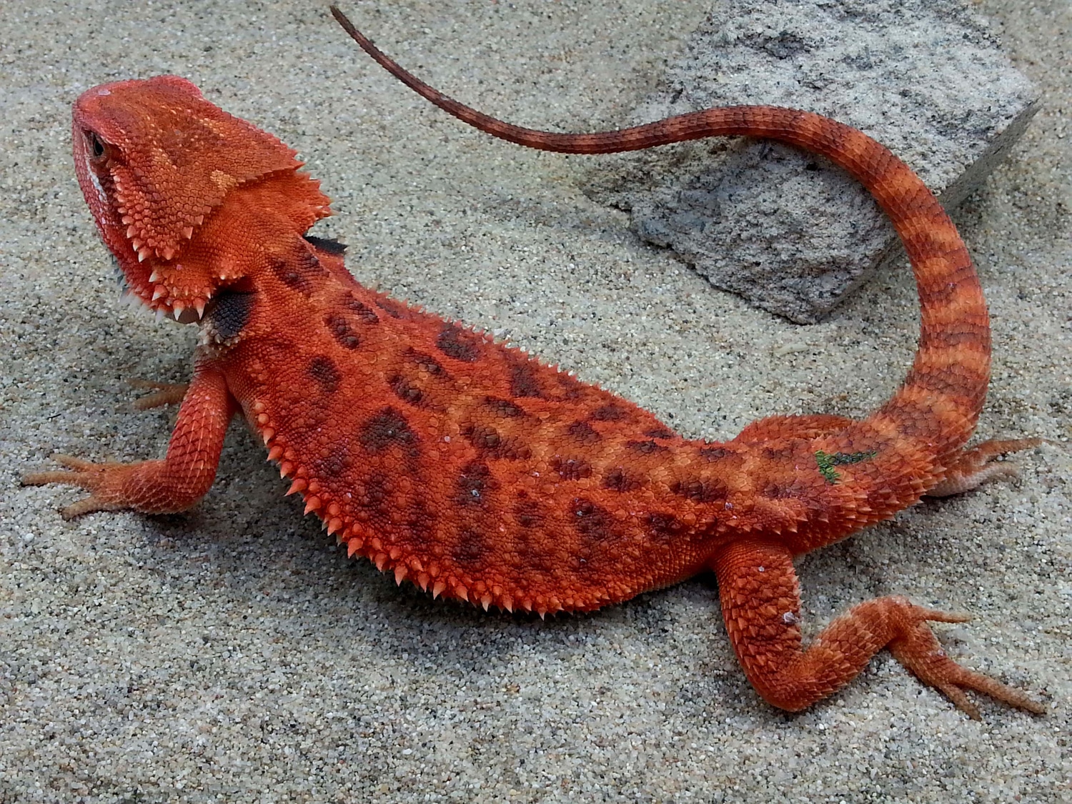 dragons den reptile shop