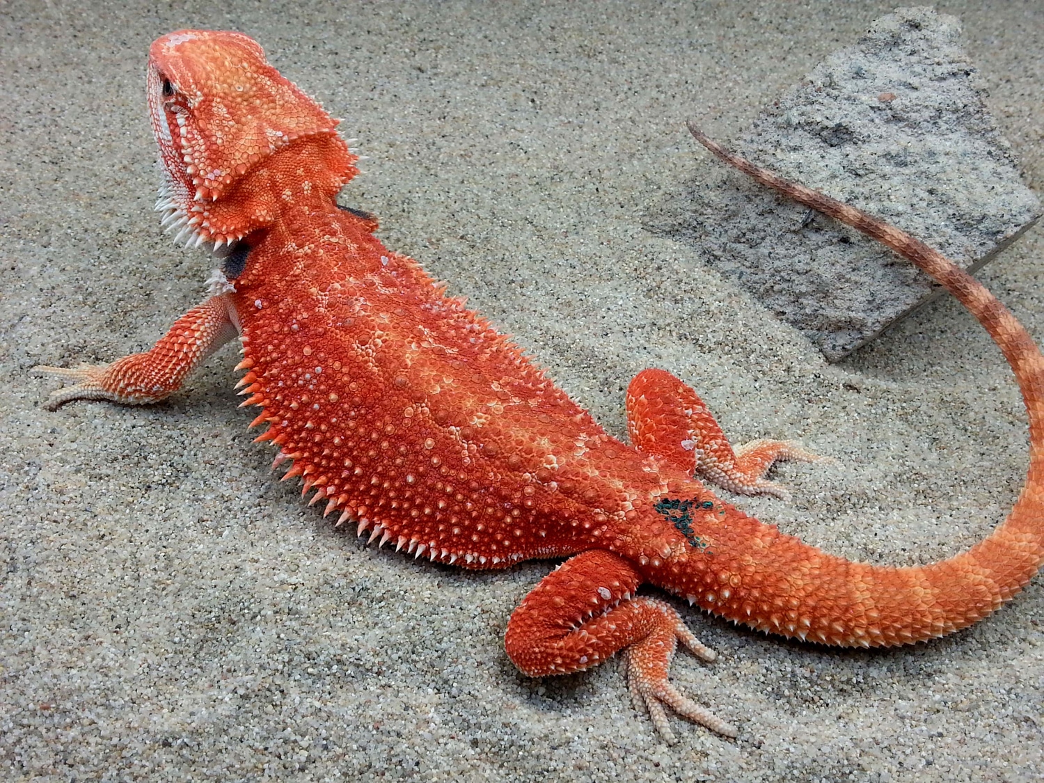 dragons den reptile shop