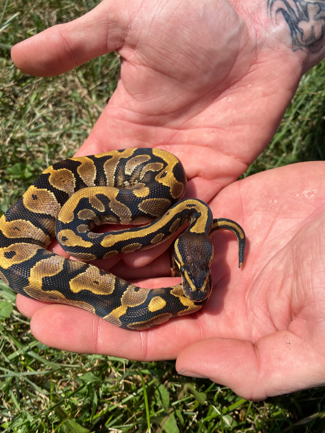 Calico Het OG Ball Python by Dave’s Danger Noodles - MorphMarket