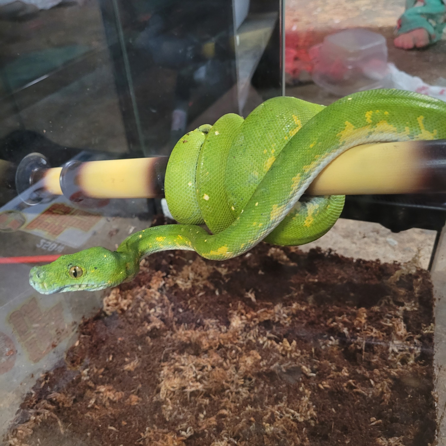 Biak Green Tree Python by Dave’s Danger Noodles - MorphMarket