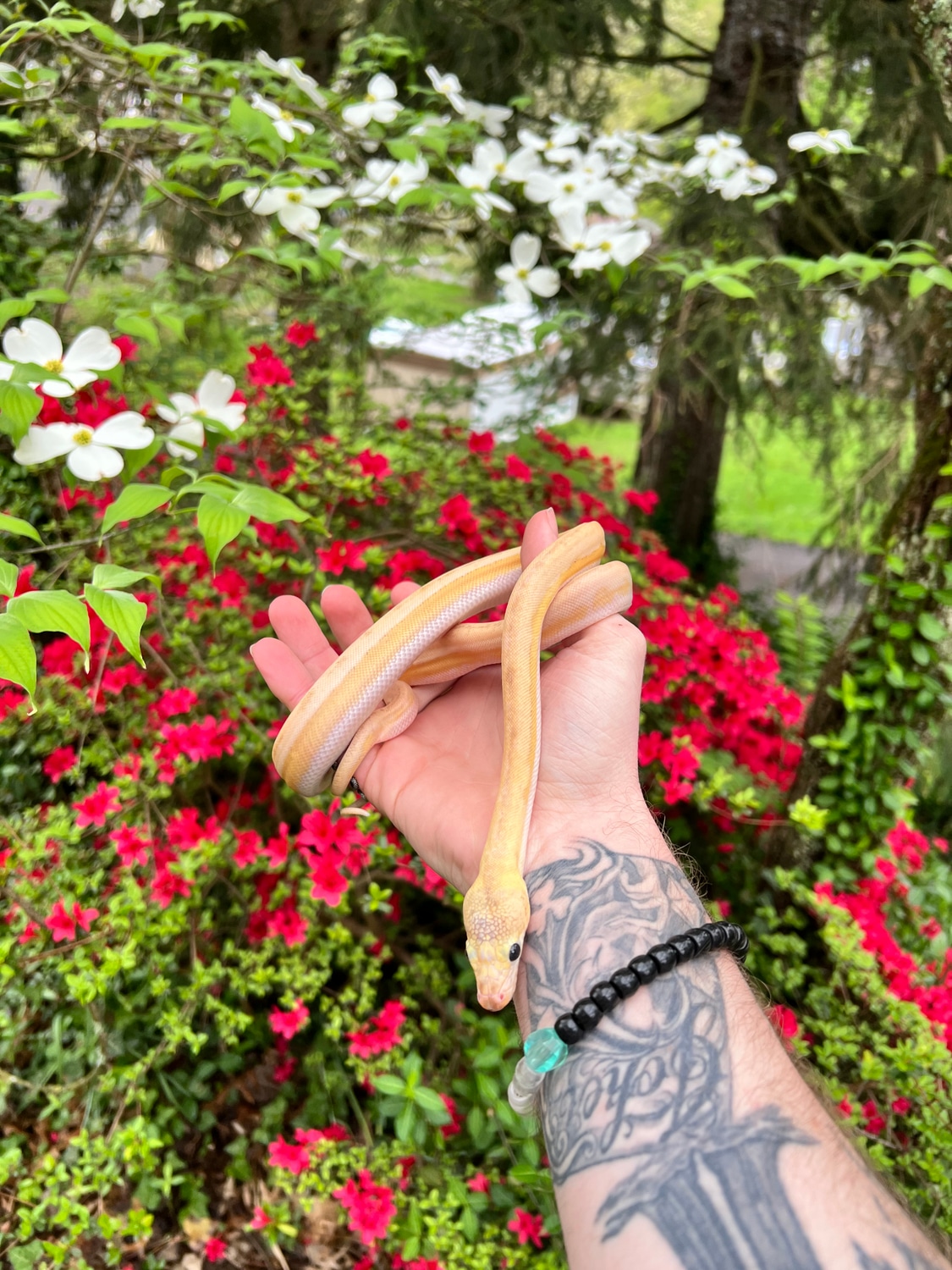 Ultra Ivory Reticulated Python by Dave’s Danger Noodles - MorphMarket