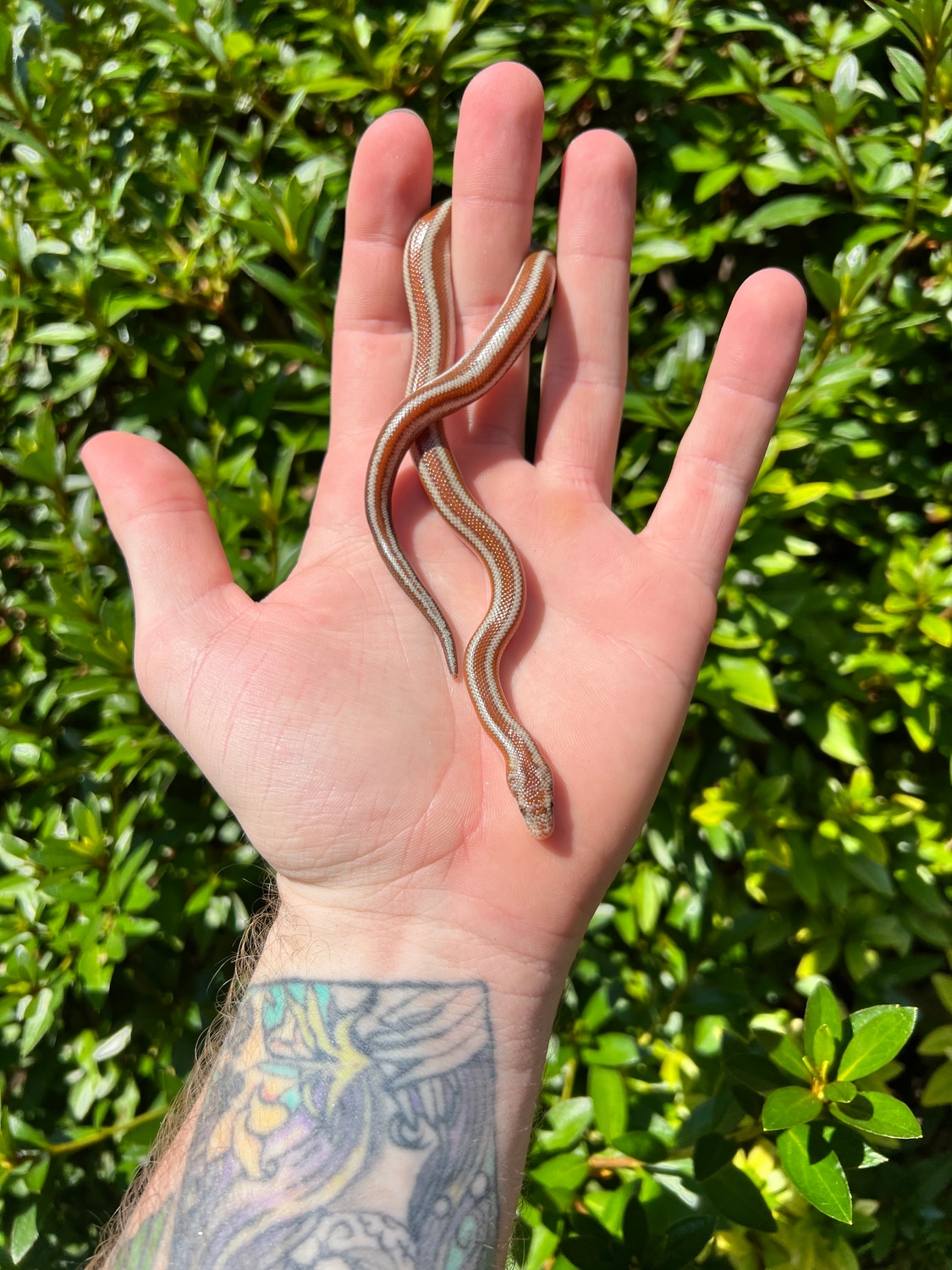LA Bay Rosy Boa by Dave’s Danger Noodles MorphMarket