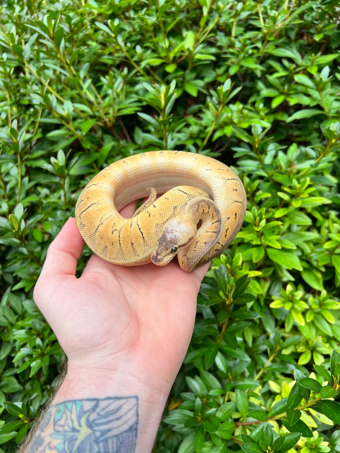 Super Blast YB Ball Python by Dave’s Danger Noodles - MorphMarket