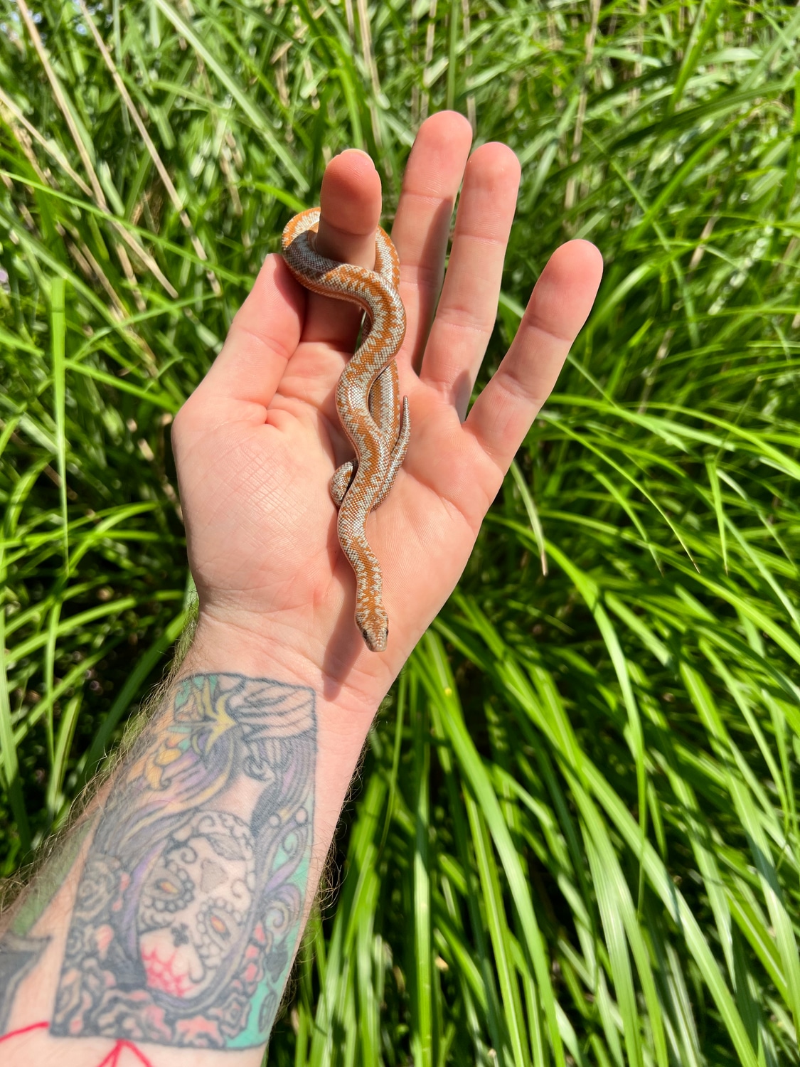 Coastal DH Snow Rosy Boa by Dave’s Danger Noodles MorphMarket