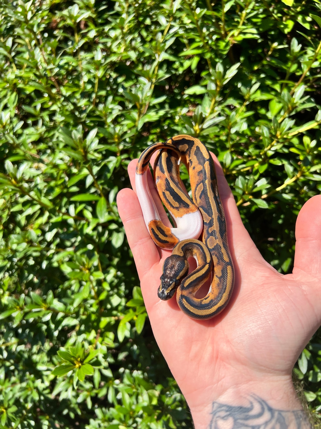 Pied Pos Leopard Ball Python by Dave’s Danger Noodles - MorphMarket